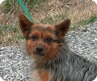 Yorkie, Yorkshire Terrier/Pomeranian Mix Dog for Sale in Plainfield, Connecticut - Reagan (reduced $350) Yorkie, Yorkshire Terrier/Pomeranian Mix Dog for Sale in Plainfield, Connecticut - Reagan (reduced $350)