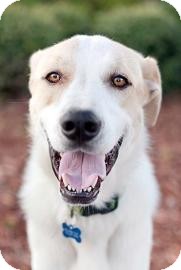 Shepherd (Unknown Type)/Hound (Unknown Type) Mix Dog for Sale in Gainesville, Florida - Cooper Shepherd (Unknown Type)/Hound (Unknown Type) Mix Dog for Sale in Gainesville, Florida - Cooper