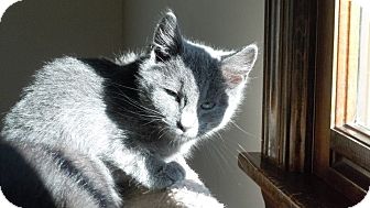 Manx Kitten for Sale in Salem, New Hampshire - Bettna Manx Kitten for Sale in Salem, New Hampshire - Bettna