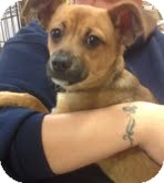 German Shepherd Dog Mix Puppy for Sale in Modesto, California - Jay Jay German Shepherd Dog Mix Puppy for Sale in Modesto, California - Jay Jay