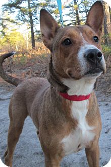 Pharaoh Hound/Shepherd (Unknown Type) Mix Dog for Sale in Forked River, New Jersey - Freddie Pharaoh Hound/Shepherd (Unknown Type) Mix Dog for Sale in Forked River, New Jersey - Freddie