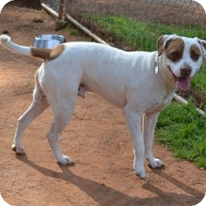 American Bulldog/Labrador Retriever Mix Dog for Sale in Athens, Georgia - Alabama American Bulldog/Labrador Retriever Mix Dog for Sale in Athens, Georgia - Alabama
