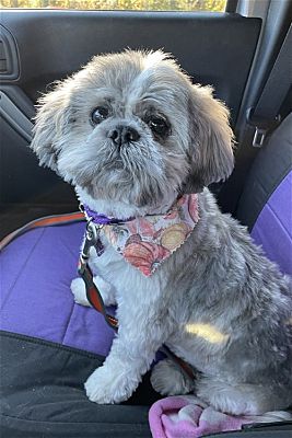 Alpharetta Ga Shih Tzu Meet Barney Bestie A Pet For Adoption