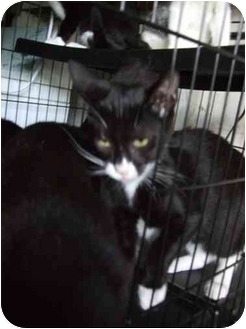 Domestic Shorthair Cat for Sale in Fort Lauderdale, Florida - Flower Domestic Shorthair Cat for Sale in Fort Lauderdale, Florida - Flower
