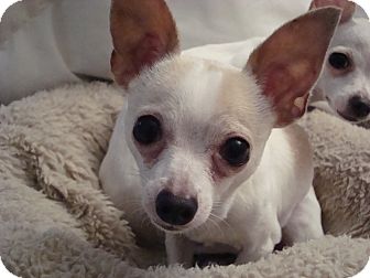 Chihuahua Dog for Sale in Romeoville, Illinois - *ADOPTED* JJ Chihuahua Dog for Sale in Romeoville, Illinois - *ADOPTED* JJ
