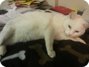 Domestic Shorthair Cat for Sale in Chicago, Illinois - JACK FROST Domestic Shorthair Cat for Sale in Chicago, Illinois - JACK FROST