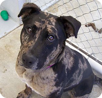Catahoula Leopard Dog/Rottweiler Mix Puppy for Sale in Grants Pass, Oregon - Marnie Catahoula Leopard Dog/Rottweiler Mix Puppy for Sale in Grants Pass, Oregon - Marnie