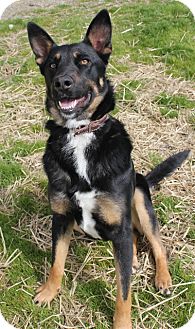 Shepherd (Unknown Type) Mix Dog for Sale in Grants Pass, Oregon - Jada Shepherd (Unknown Type) Mix Dog for Sale in Grants Pass, Oregon - Jada