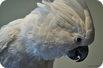 Cockatoo for Sale in Shawnee Mission, Kansas - Duncan Cockatoo for Sale in Shawnee Mission, Kansas - Duncan