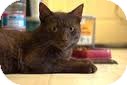 Domestic Shorthair Cat for Sale in Lancaster, Massachusetts - Chalie Brown Domestic Shorthair Cat for Sale in Lancaster, Massachusetts - Chalie Brown