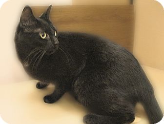 Domestic Shorthair Cat for Sale in Richmond, Virginia - Keka Domestic Shorthair Cat for Sale in Richmond, Virginia - Keka