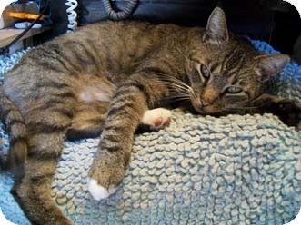 Domestic Shorthair Cat for Sale in Merrifield, Virginia - Mr. Skinny Bean Domestic Shorthair Cat for Sale in Merrifield, Virginia - Mr. Skinny Bean