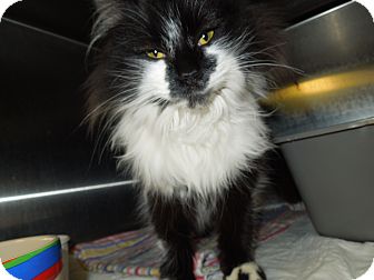 Domestic Mediumhair Cat for Sale in Medina, Ohio - Andrea Domestic Mediumhair Cat for Sale in Medina, Ohio - Andrea