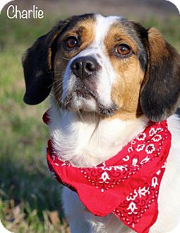 Beagle/Spaniel (Unknown Type) Mix Dog for Sale in Wilmington, Delaware - Charlie Beagle/Spaniel (Unknown Type) Mix Dog for Sale in Wilmington, Delaware - Charlie