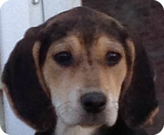 Black and Tan Coonhound/Hound (Unknown Type) Mix Puppy for Sale in Somers, Connecticut - Ayame Black and Tan Coonhound/Hound (Unknown Type) Mix Puppy for Sale in Somers, Connecticut - Ayame