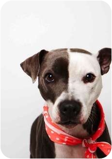 Staffordshire Bull Terrier Dog for Sale in New York, New York - Sasha Staffordshire Bull Terrier Dog for Sale in New York, New York - Sasha