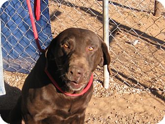 Labrador Retriever Mix Dog for Sale in Post, Texas - Sam Labrador Retriever Mix Dog for Sale in Post, Texas - Sam