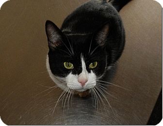 American Shorthair Cat for Sale in Weatherford, Texas - Churchill American Shorthair Cat for Sale in Weatherford, Texas - Churchill