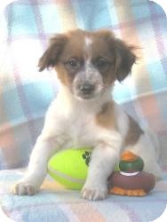 Corgi/Terrier (Unknown Type, Small) Mix Puppy for Sale in Sussex, New Jersey - Peppy Corgi/Terrier (Unknown Type, Small) Mix Puppy for Sale in Sussex, New Jersey - Peppy