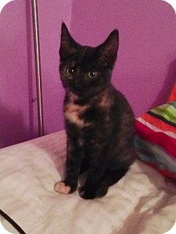 Domestic Shorthair Kitten for Sale in East Hanover, New Jersey - Laverne Domestic Shorthair Kitten for Sale in East Hanover, New Jersey - Laverne