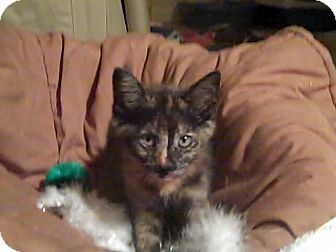 Domestic Shorthair Kitten for Sale in Bradenton, Florida - Brigit Domestic Shorthair Kitten for Sale in Bradenton, Florida - Brigit