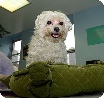 Maltese Dog for Sale in New York, New York - Kingston Maltese Dog for Sale in New York, New York - Kingston