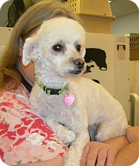 Bichon Frise/Poodle (Miniature) Mix Dog for Sale in Fresno, California - Lily Bichon Frise/Poodle (Miniature) Mix Dog for Sale in Fresno, California - Lily