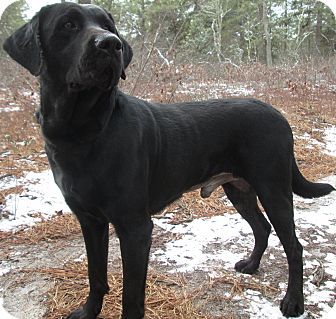 Labrador Retriever Mix Dog for Sale in Forked River, New Jersey - Louie Labrador Retriever Mix Dog for Sale in Forked River, New Jersey - Louie