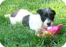 Fox Terrier (Wirehaired)/Terrier (Unknown Type, Small) Mix Dog for Sale in Foster, Rhode Island - Trixie-I'm in New England! Fox Terrier (Wirehaired)/Terrier (Unknown Type, Small) Mix Dog for Sale in Foster, Rhode Island - Trixie-I'm in New England!