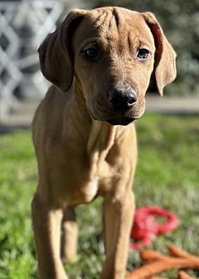 Davis Ca Vizsla Doberman Pinscher Meet The Retirement Litter A Pet