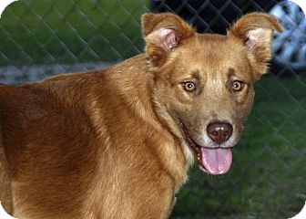 Golden Retriever Mix Dog for Sale in Homewood, Alabama - Pierce Golden Retriever Mix Dog for Sale in Homewood, Alabama - Pierce