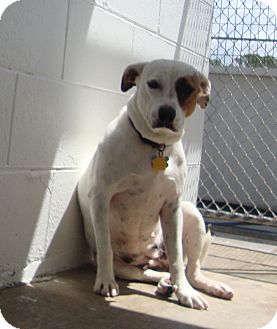Hound (Unknown Type) Mix Dog for Sale in Winter Haven, Florida - Lilly Hound (Unknown Type) Mix Dog for Sale in Winter Haven, Florida - Lilly