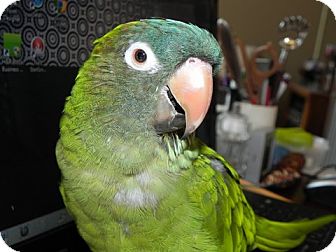 Conure for Sale in St. Louis, Missouri - Tinker Conure for Sale in St. Louis, Missouri - Tinker