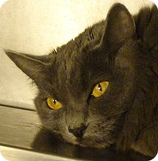 Domestic Longhair Cat for Sale in El Cajon, California - Kitty Domestic Longhair Cat for Sale in El Cajon, California - Kitty