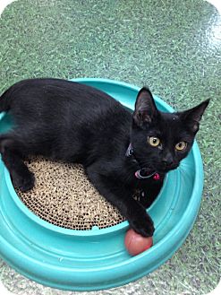 Domestic Shorthair Kitten for Sale in Mesa, Arizona - Dominick Domestic Shorthair Kitten for Sale in Mesa, Arizona - Dominick