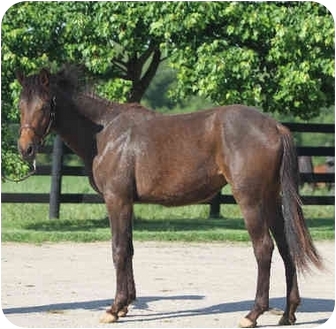 Mustang Mix for Sale in Nicholasville, Kentucky - Sophie Mustang Mix for Sale in Nicholasville, Kentucky - Sophie
