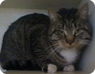 Domestic Shorthair Cat for Sale in Salem, New Hampshire - Jag Domestic Shorthair Cat for Sale in Salem, New Hampshire - Jag