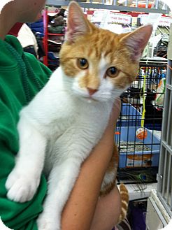 Domestic Shorthair Kitten for Sale in Riverhead, New York - Steve Domestic Shorthair Kitten for Sale in Riverhead, New York - Steve