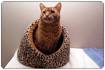 Domestic Shorthair Cat for Sale in Sterling Heights, Michigan - Martin - ADOPTED! Domestic Shorthair Cat for Sale in Sterling Heights, Michigan - Martin - ADOPTED!