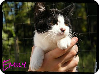 Domestic Shorthair Kitten for Sale in anywhere, New Hampshire - Emily Domestic Shorthair Kitten for Sale in anywhere, New Hampshire - Emily