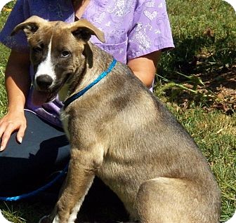 Shepherd (Unknown Type)/Labrador Retriever Mix Puppy for Sale in Niagra Falls, New York - Mavrick Shepherd (Unknown Type)/Labrador Retriever Mix Puppy for Sale in Niagra Falls, New York - Mavrick
