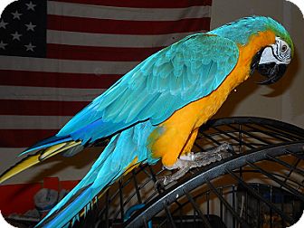 Macaw for Sale in Fountain Valley, California - Percy Macaw for Sale in Fountain Valley, California - Percy