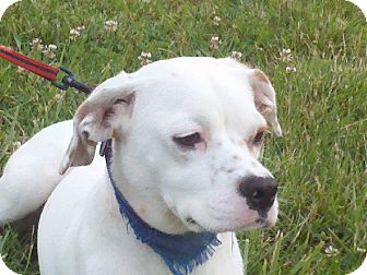 Spaniel (Unknown Type)/Boxer Mix Dog for Sale in Staunton, Virginia - Daisy $325 Spaniel (Unknown Type)/Boxer Mix Dog for Sale in Staunton, Virginia - Daisy $325