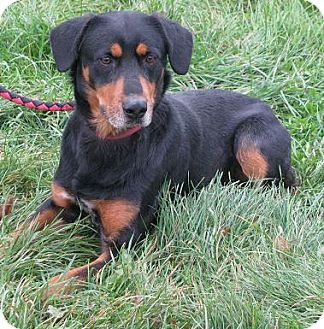 Rottweiler Mix Dog for Sale in Lisbon, Ohio - McGee Rottweiler Mix Dog for Sale in Lisbon, Ohio - McGee
