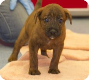 Shepherd (Unknown Type)/Chow Chow Mix Puppy for Sale in Gainesville, Florida - Paxton Shepherd (Unknown Type)/Chow Chow Mix Puppy for Sale in Gainesville, Florida - Paxton
