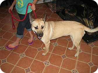 German Shepherd Dog Mix Dog for Sale in Greeneville, Tennessee - Chloe German Shepherd Dog Mix Dog for Sale in Greeneville, Tennessee - Chloe