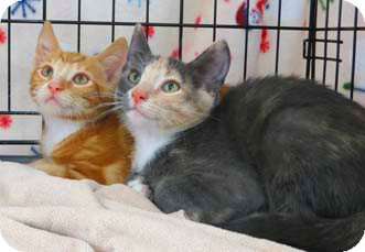 Domestic Shorthair Kitten for Sale in Merrifield, Virginia - Truffles Domestic Shorthair Kitten for Sale in Merrifield, Virginia - Truffles