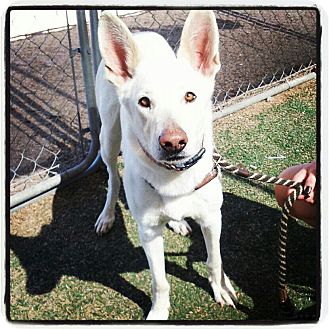German Shepherd Dog Mix Dog for Sale in Scottsdale, Arizona - Yeti German Shepherd Dog Mix Dog for Sale in Scottsdale, Arizona - Yeti