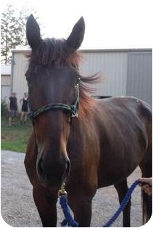 Standardbred for Sale in Dewey, Illinois - Kasey Standardbred for Sale in Dewey, Illinois - Kasey