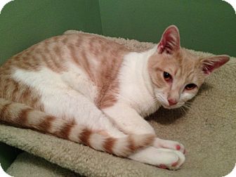 Domestic Shorthair Cat for Sale in East Hanover, New Jersey - Capri Domestic Shorthair Cat for Sale in East Hanover, New Jersey - Capri